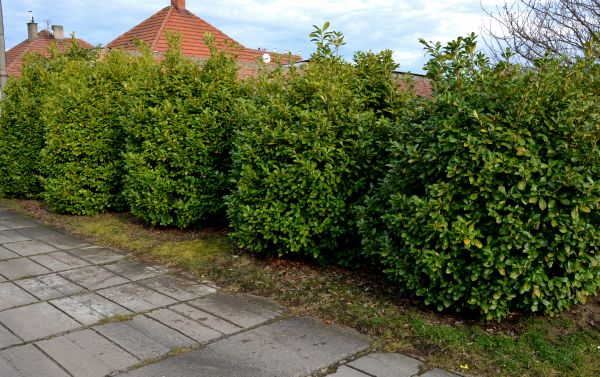 Privacy Shrub Installation in Leander