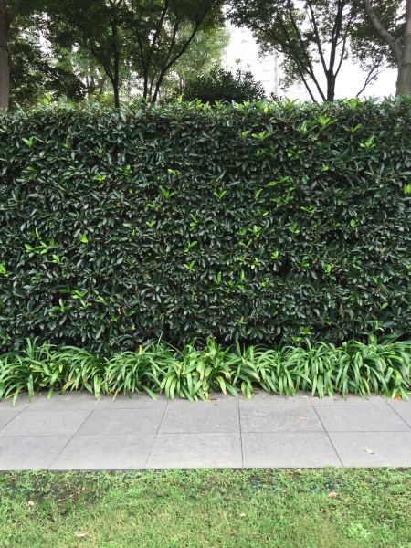 Privacy Shrub Planting in Leander