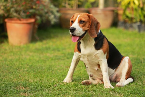 Dog Friendly Landscaping in Leander