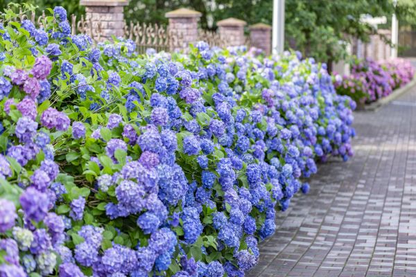 Hydrangea Landscaping in Leander
