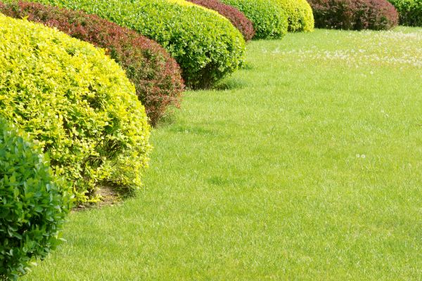 Shrubbery Planting in Leander