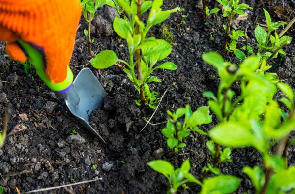 Hydrangea Planting in Leander