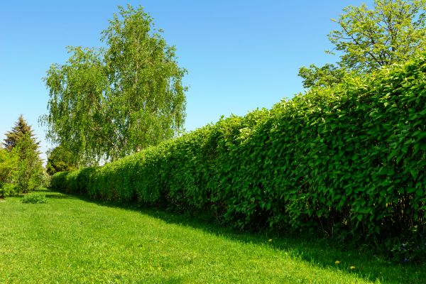 Hedge Replacement in Leander