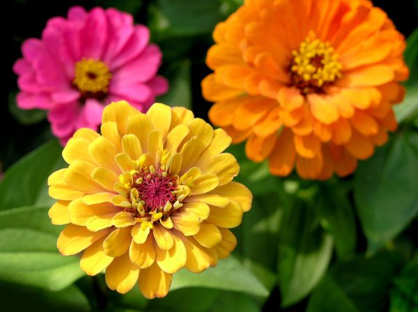 Zinnia Planting in Leander