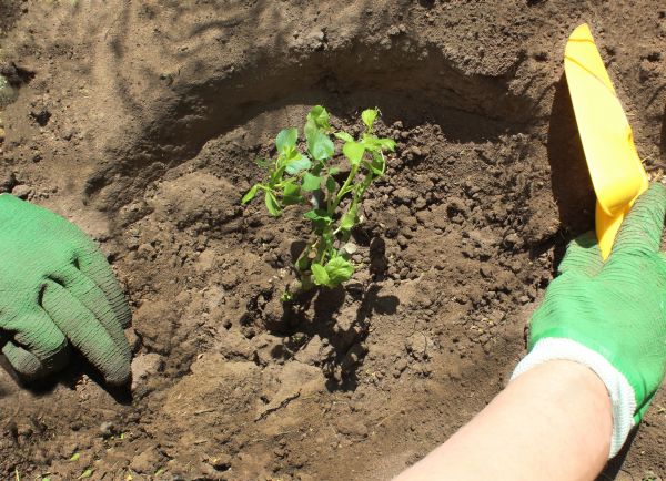 Rose Bush Planting in Leander