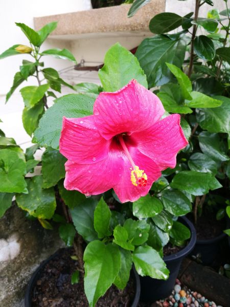Hibiscus Planting in Leander