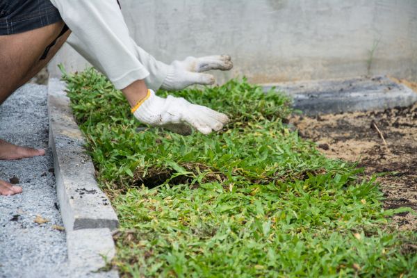 Ground Cover Planting in Leander