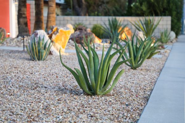 Drought Resistant Landscaping in Leander