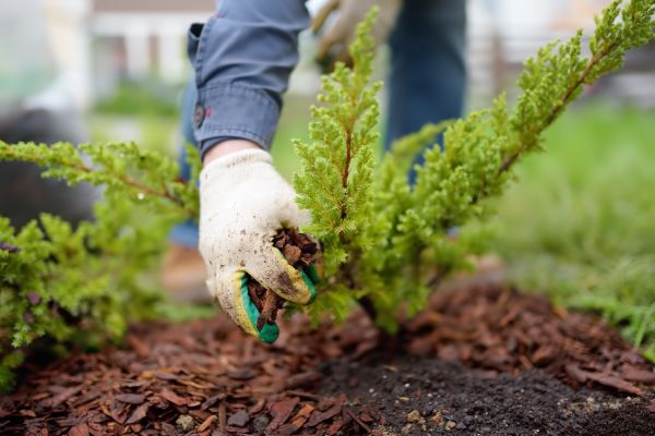 Church Mulching in Leander