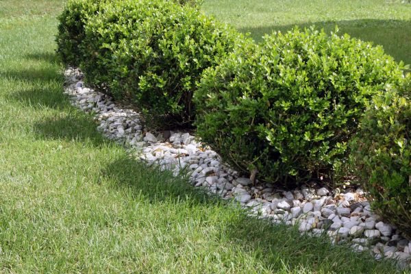 Boxwood Planting in Leander