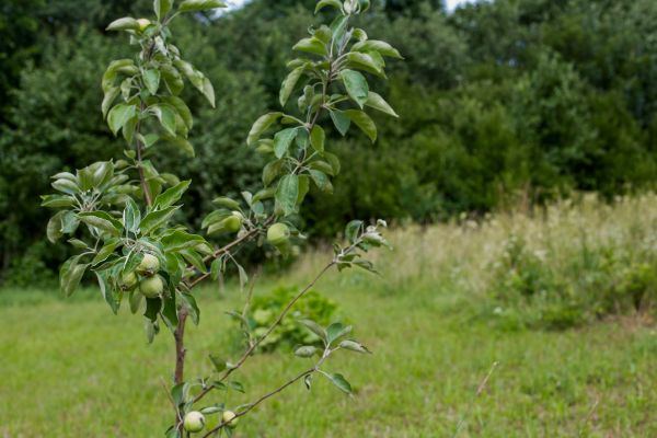 Apple Tree Planting in Leander